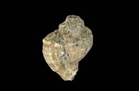 藏品(紅皺岩螺)的圖片